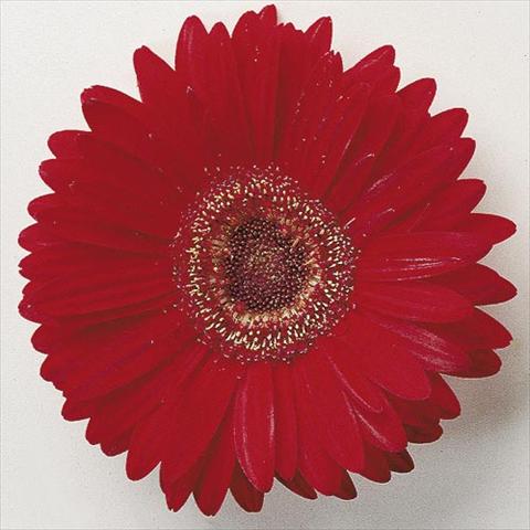 Foto fiore da  Vaso e aiola Gerbera jamesonii Festival F1 Scarlet with Eye