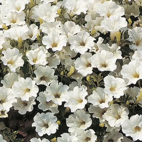 photo of flower to be used as: Basket / Pot Petunia pendula Surfinia® White