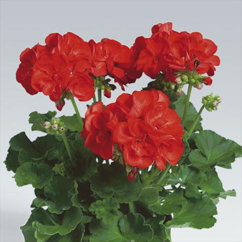 Foto fiore da  Vaso, aiuola, balcone Pelargonium zonale pac® Anthony