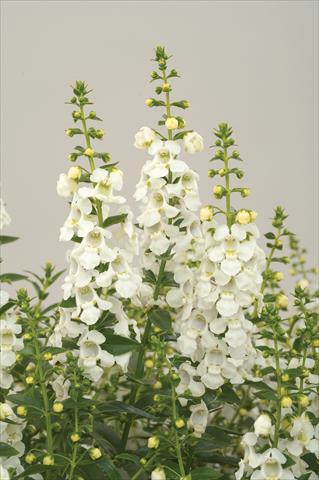 photo of flower to be used as: Patio, pot Angelonia angustifolia Alonia White