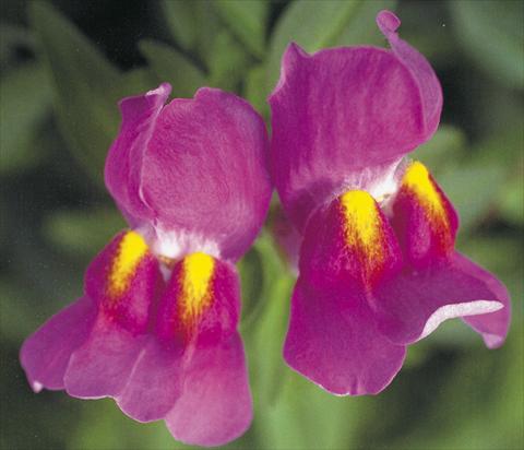 Foto fiore da  Vaso e aiola Antirrhinum majus Dazzlig Lips Purple pearl