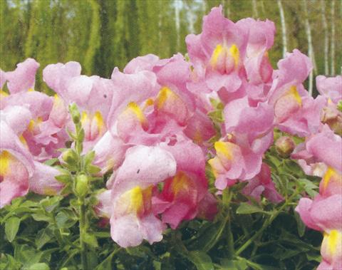 Foto fiore da  Vaso e aiola Antirrhinum majus Dazzlig Lips Rose Petal