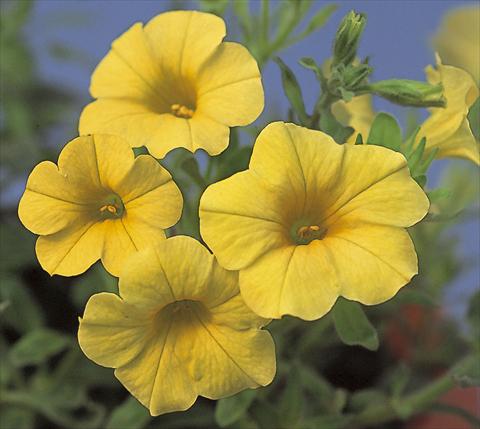 Foto fiore da  Basket vaso o aiuola Calibrachoa Calipetite Yellow