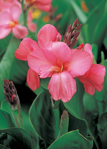 Foto fiore da  Vaso e aiola Canna hybrida Tropical Rose