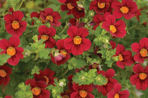 photo of flower to be used as: Pot Jamesbrittenia Britney Grand Red