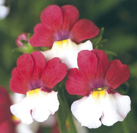 Foto fiore da  Basket o vaso Nemesia Giggles Charm