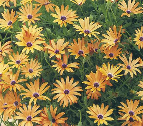 Foto fiore da  Vaso e aiola Osteospermum Summerdaisies Maxima