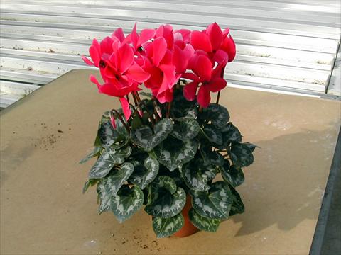 photo of flower to be used as: Pot and bedding Cyclamen persicum Rainier Rose