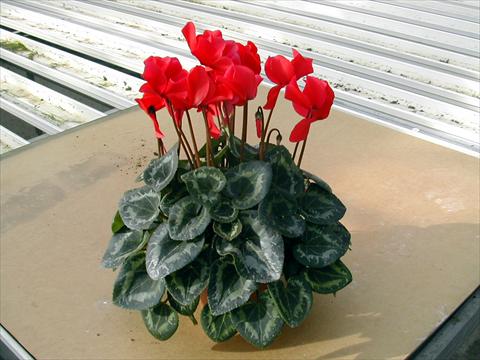 Foto fiore da  Vaso e aiola Cyclamen persicum Rainier Scarlet