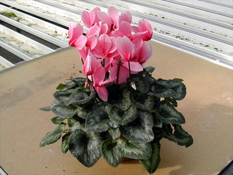 Foto fiore da  Vaso e aiola Cyclamen persicum Rainier Light Pink With Eye