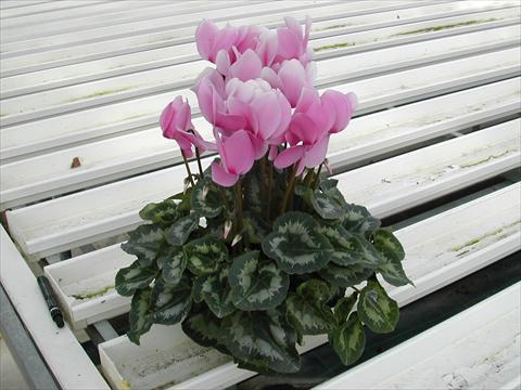 Foto fiore da  Vaso e aiola Cyclamen persicum Rainier Lilac