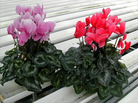 Foto fiore da  Vaso e aiola Cyclamen persicum Rainier Lilac & Salmon