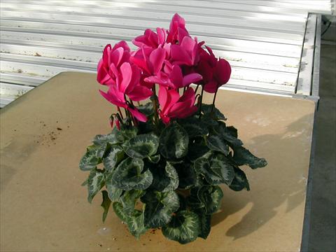 photo of flower to be used as: Pot and bedding Cyclamen persicum Rainier Purple