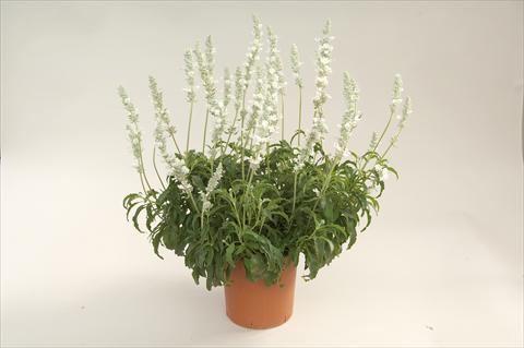 Foto fiore da  Vaso, aiuola, balcone Salvia farinacea Sallyfun White