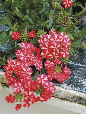 photo of flower to be used as: Basket / Pot Verbena tenera Liga® Atletico