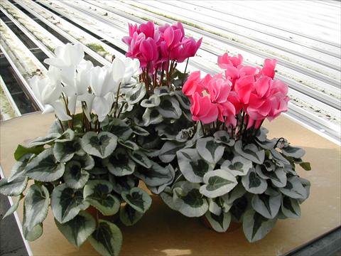 Foto fiore da  Vaso e aiola Cyclamen persicum mini Winter Ice White