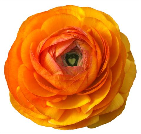 Foto fiore da  Reciso Ranunculus asiaticus Success® Arthur