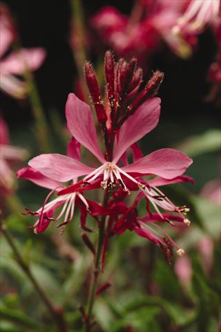 Foto fiore da  Aiuola e/o bordura Gaura lindheimeri Ballerina Rose