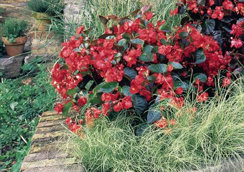 Foto fiore da  Vaso, aiuola, balcone, basket Begonia x benariensis BIG