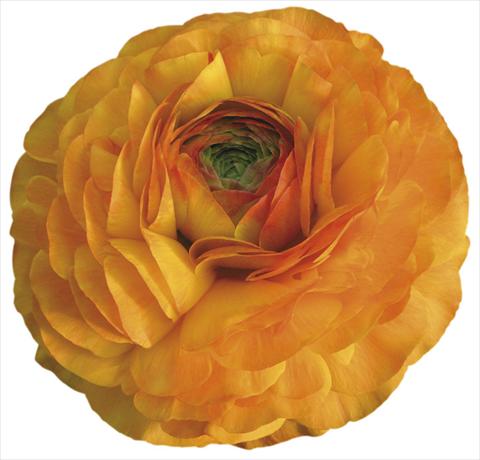 Foto fiore da  Reciso Ranunculus asiaticus Success® Bruce