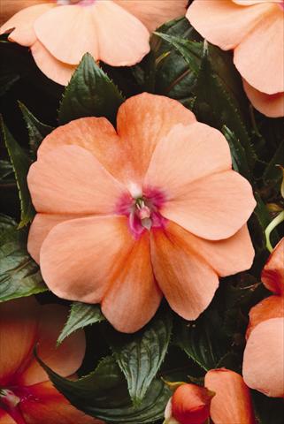 Foto fiore da  Vaso, aiuola, balcone, basket Impatiens N. Guinea Celebration Apricot