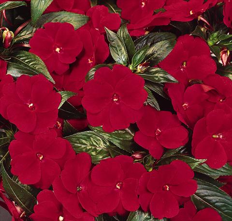 Foto fiore da  Vaso, aiuola, balcone, basket Impatiens N. Guinea Celebration Deep Red