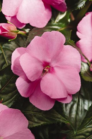 Foto fiore da  Vaso, aiuola, balcone, basket Impatiens N. Guinea Celebration Pink Imp