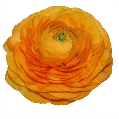 Foto fiore da  Reciso Ranunculus asiaticus Elegance® Clementine 04-M