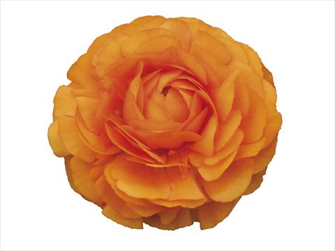 Foto fiore da  Reciso Ranunculus asiaticus Elegance® Clementine 72-02