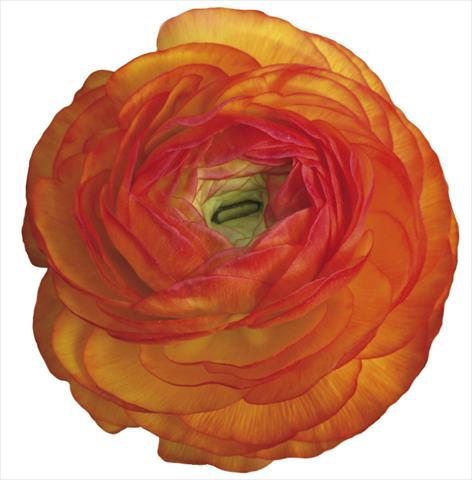 photo of flower to be used as: Cutflower Ranunculus asiaticus Success® Elios