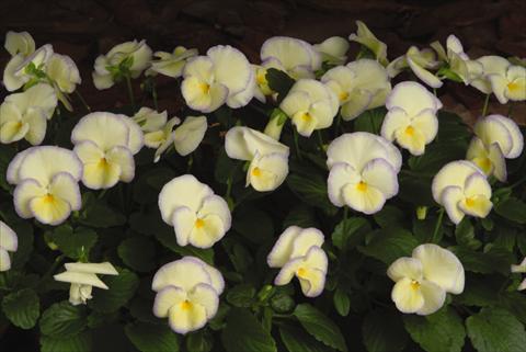 Foto fiore da  Vaso, aiuola, balcone, basket Viola hybrida Etain