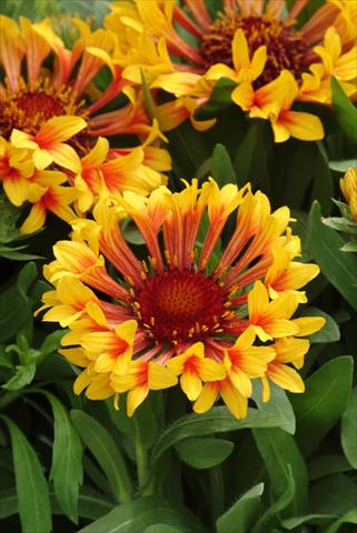 Foto fiore da  Aiuola e/o bordura Gaillardia Fanfare