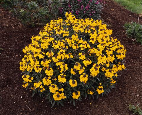 Foto fiore da  Aiuola e/o bordura Erysimum Fragrant Sunshine