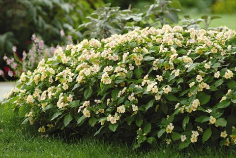 photo of flower to be used as: Pot, bedding, patio, basket Impatiens exotic Fusion Glow Improved
