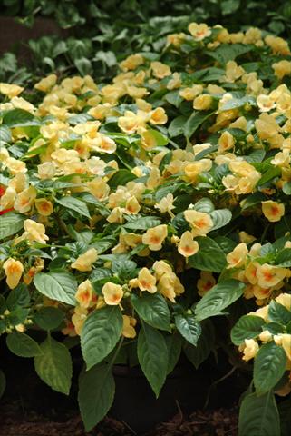 Foto fiore da  Vaso, aiuola, balcone, basket Impatiens exotic Fusion Glow Improved