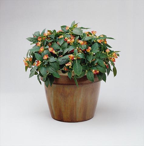 photo of flower to be used as: Pot, bedding, patio, basket Impatiens exotic Fusion Infrared