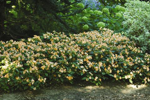 photo of flower to be used as: Pot, bedding, patio, basket Impatiens exotic Fusion Sunset