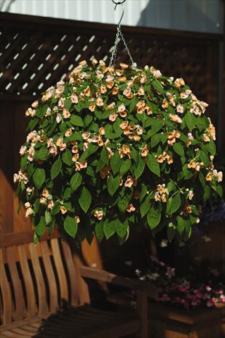 Foto fiore da  Vaso, aiuola, balcone, basket Impatiens exotic Fusion Sunset