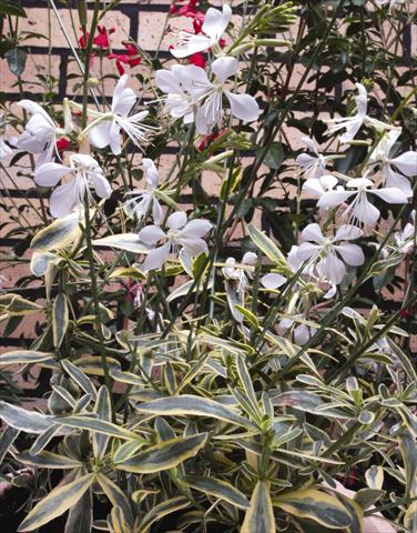 Foto fiore da  Aiuola e/o bordura Gaura lindheimeri Corries Gold