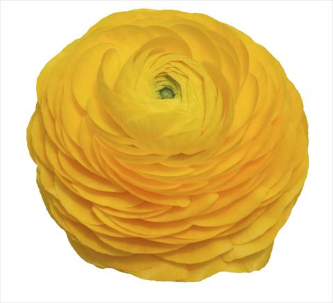 Foto fiore da  Reciso Ranunculus asiaticus Elegance® Giallo 99-1B