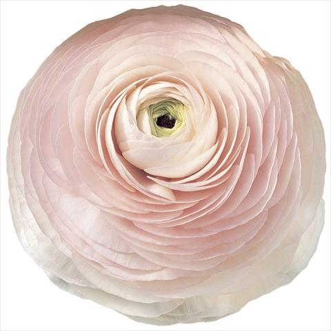 Foto fiore da  Reciso Ranunculus asiaticus Success® Hanoi