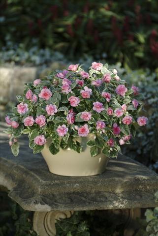 Foto fiore da  Vaso, aiuola, balcone, basket Impatiens walleriana Fiesta Pink Frost