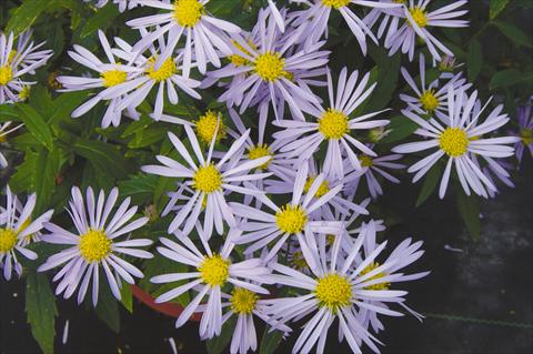 Foto fiore da  Aiuola e/o bordura Boltonia asteroides var. latisquama Jim Crockett