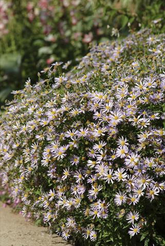 Foto fiore da  Aiuola e/o bordura Boltonia asteroides var. latisquama Jim Crockett