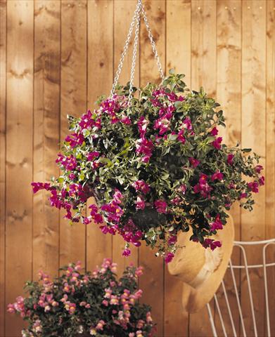 photo of flower to be used as: Basket / Pot Antirrhinum majus Luminaire Deep Purple