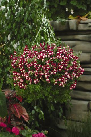 Foto fiore da  Basket o vaso Antirrhinum majus Luminaire Sugarplum