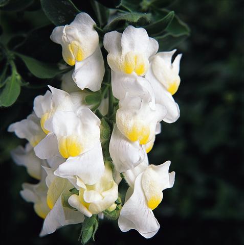 Foto fiore da  Basket o vaso Antirrhinum majus Luminaire White