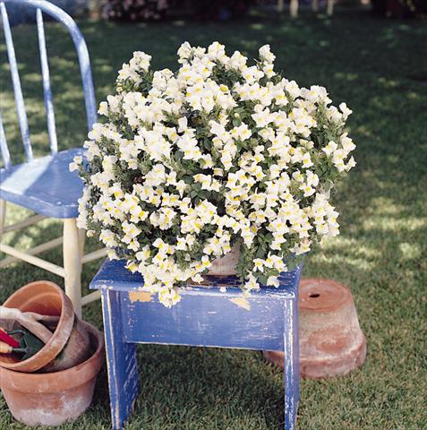 photo of flower to be used as: Basket / Pot Antirrhinum majus Luminaire White
