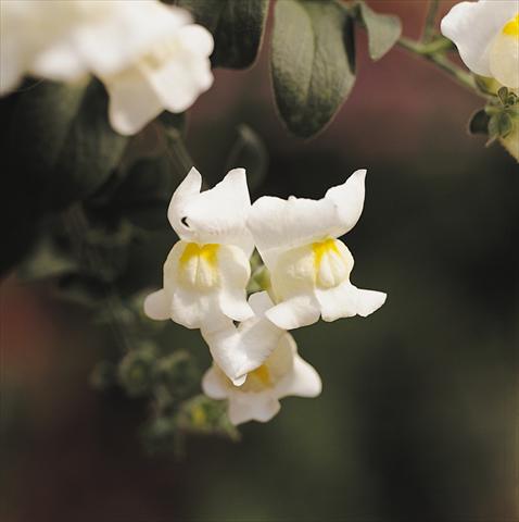 Foto fiore da  Basket o vaso Antirrhinum majus Luminaire White