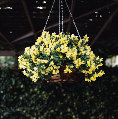 Foto fiore da  Basket o vaso Antirrhinum majus Luminaire Yellow